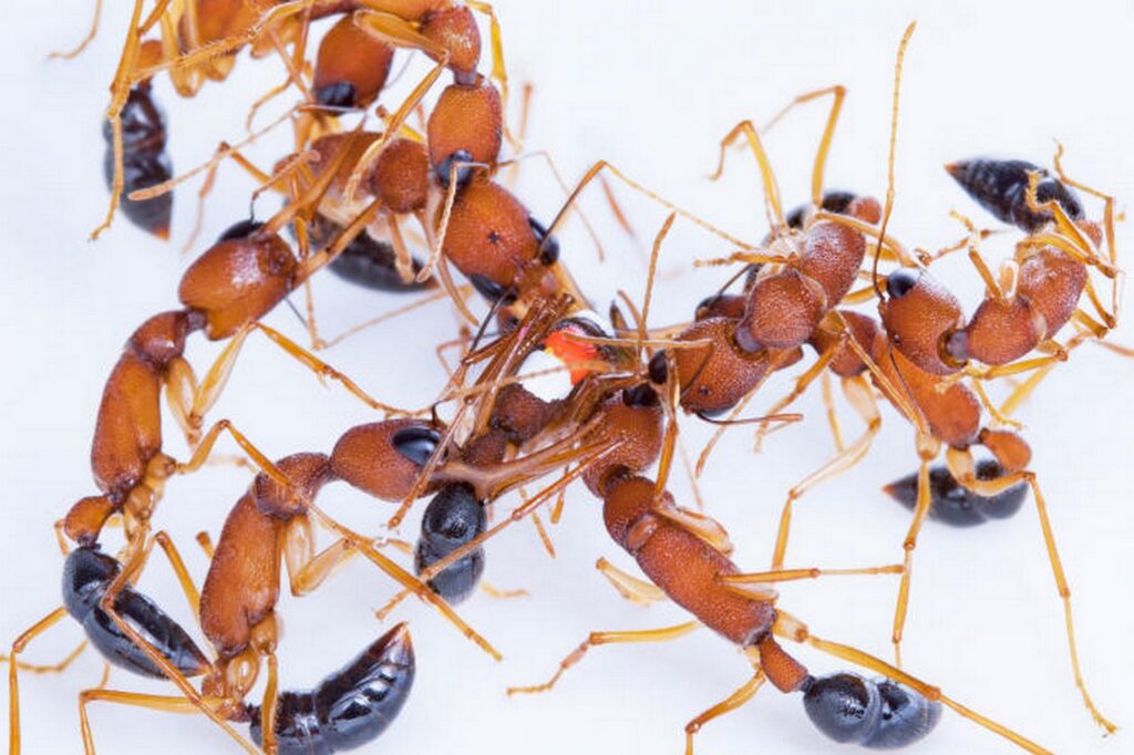 Hindistan zıplayan karıncasıyla ilgili şaşırtan keşif!