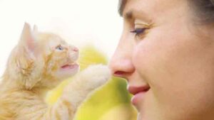 Kedim neden yüzüme yaklaşıyor sevdiği nasıl anlaşılır