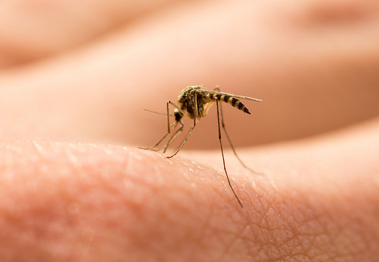 Evdeki Sivrisineklerden Kurtulmanın En İyi Yolları 