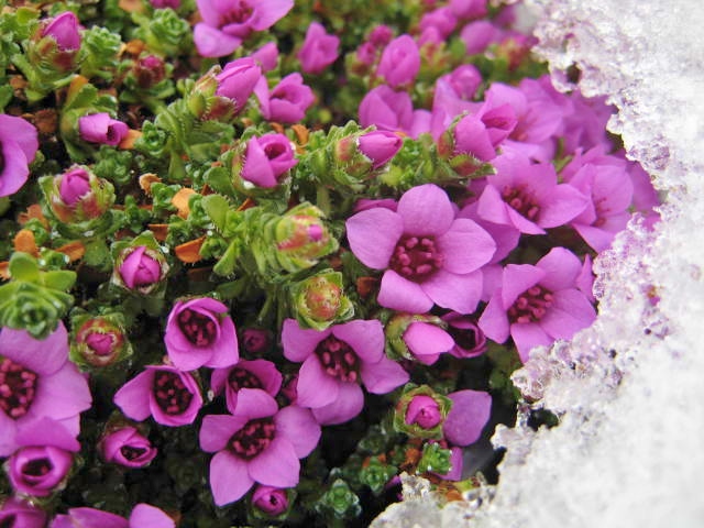 Kuzey Kutbu’nda Yetişen En güzel Çiçekler Bir Bakın