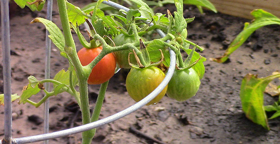 dalda bir kaç yeşil ve kırmızı domates